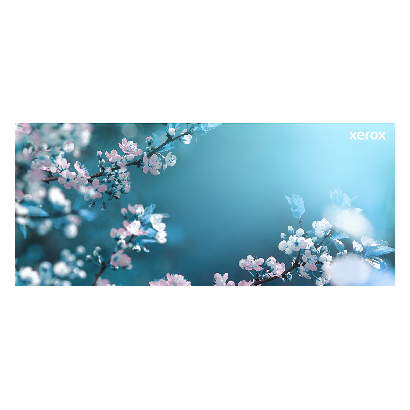 Toner Xerox 006R04365 / 5.500 faqe – Blu - Figura 4