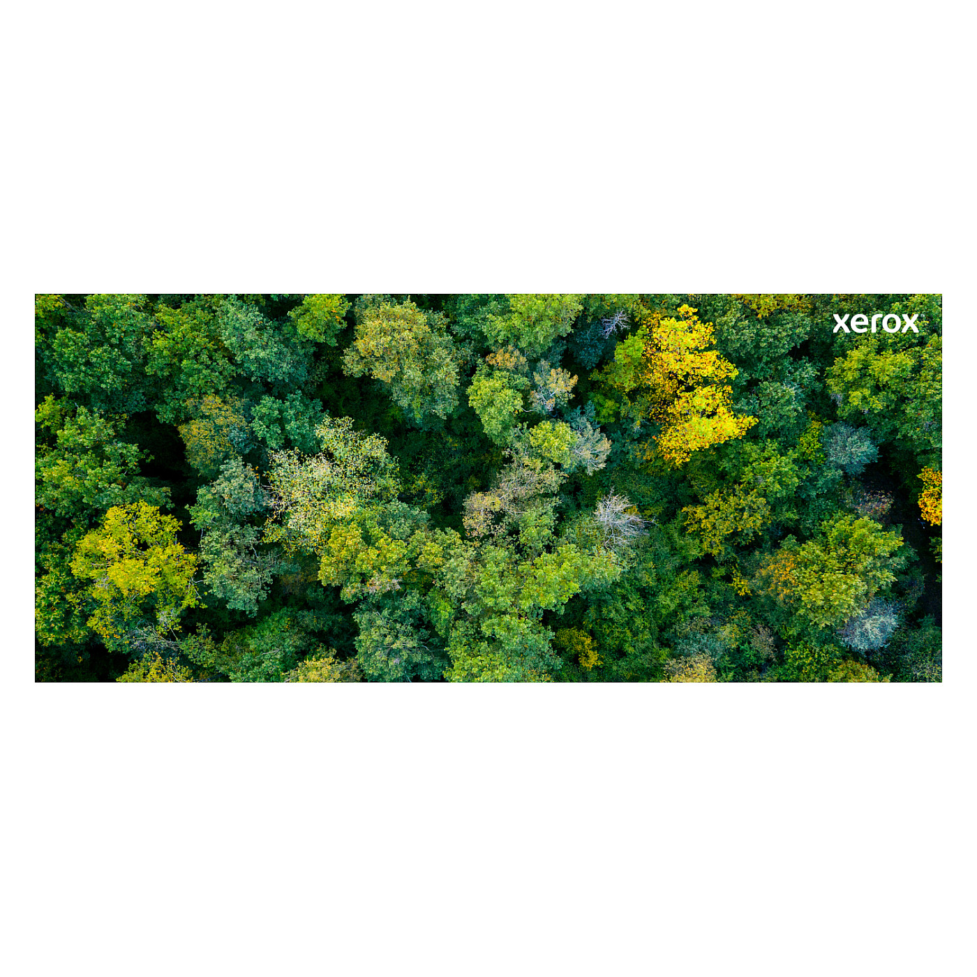 Toner Xerox 006R04365 / 5.500 faqe – Blu - Figura 5